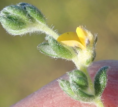 Aspalathus diffusa