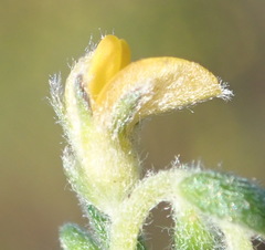 Aspalathus diffusa