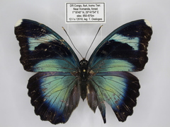 Euphaedra diffusa diffusa