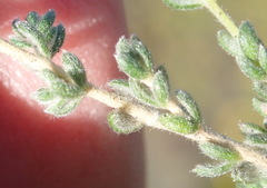 Aspalathus diffusa
