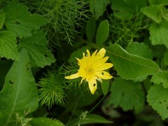 Adonis vernalis