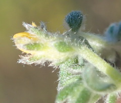 Aspalathus diffusa