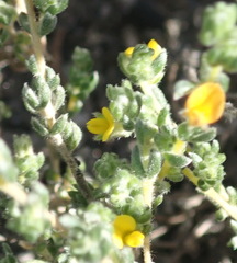 Aspalathus diffusa