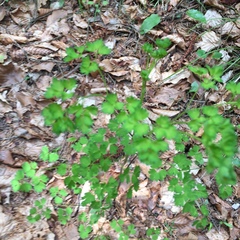 Thalictrum aquilegiifolium