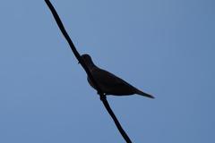 Streptopelia decaocto