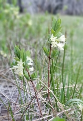 Lonicera caerulea cauriana