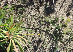 Aspalathus tenuissima