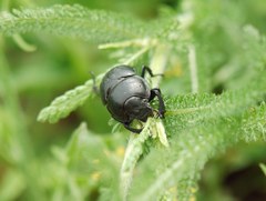 Lethrus apterus