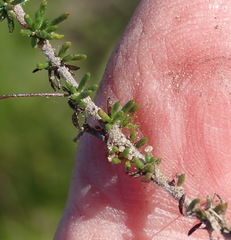 Aspalathus tenuissima