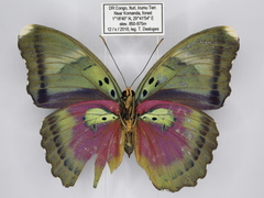 Euphaedra diffusa diffusa