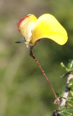 Aspalathus tenuissima