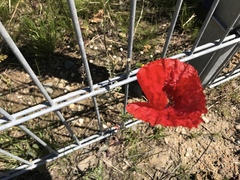 Papaver rhoeas