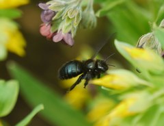 Xylocopa iris