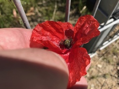 Papaver rhoeas