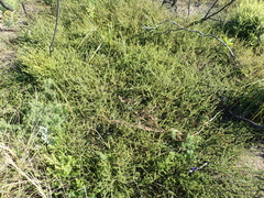 Aspalathus tenuissima