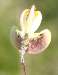 Aspalathus tenuissima