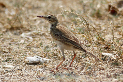 Anthus rufulus