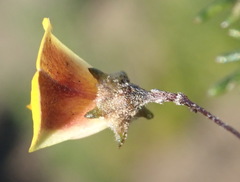 Aspalathus tenuissima