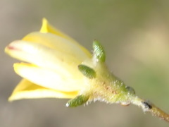 Aspalathus tenuissima