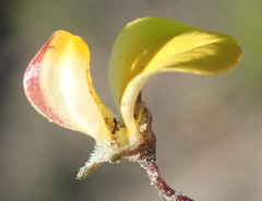 Aspalathus tenuissima