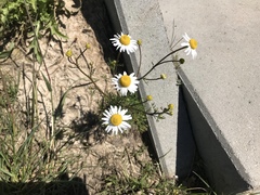 Matricaria chamomilla