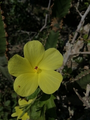Hibiscus aridus