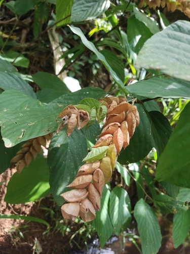 Flemingia strobilifera iNat (3)