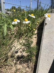 Matricaria chamomilla