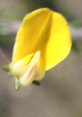 Aspalathus tenuissima