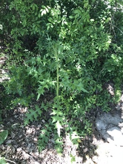 Cirsium vulgare