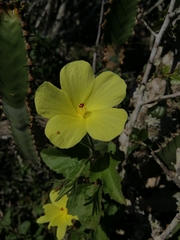 Hibiscus aridus