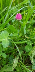 Bellis perennis