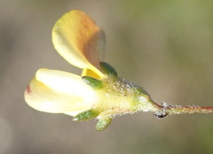 Aspalathus tenuissima