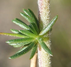 Aspalathus tenuissima