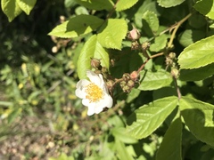 Rosa multiflora