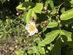 Rosa multiflora