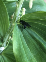 Phymatocera aterrima