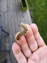 Lasiocampa quercus