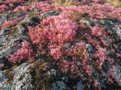 Sedum caeruleum