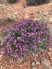 Rhinotropis subspinosa