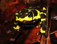 Atelopus varius