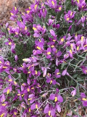 Rhinotropis subspinosa