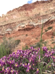 Rhinotropis subspinosa