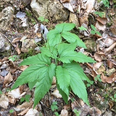 Cardamine enneaphyllos