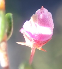 Indigofera sp14