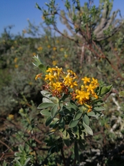 Lasiosiphon meisnerianus