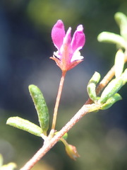Indigofera sp14