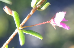 Indigofera sp14