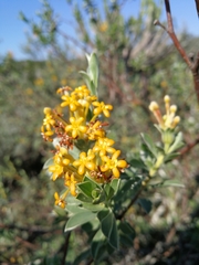 Lasiosiphon meisnerianus