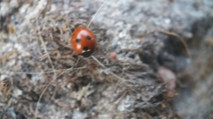 Coccinella quinquepunctata